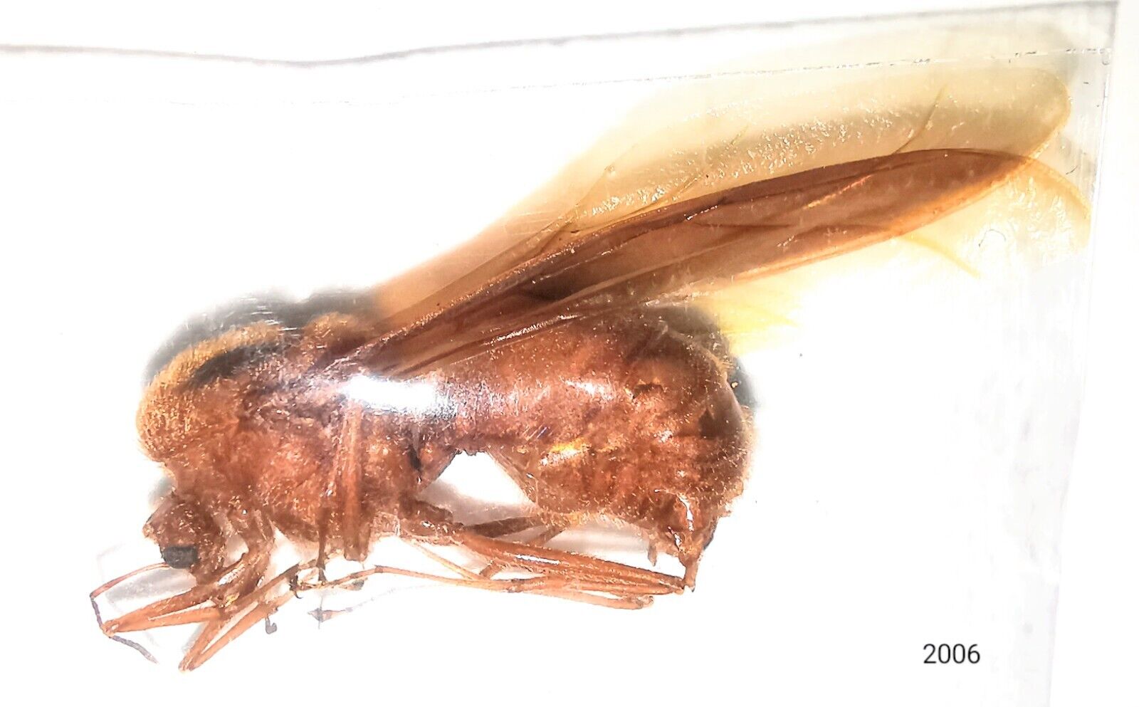 Hymenoptera Formicidae Atta laevigata 18mm+ A1 10pcs from PERU - #2006