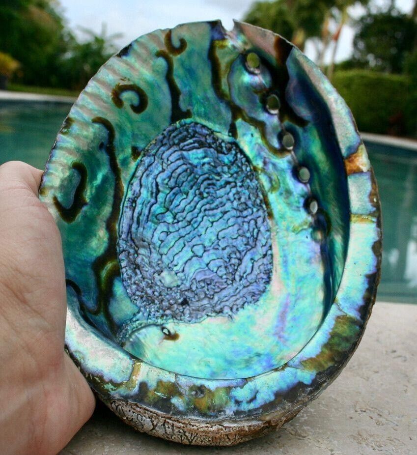 Abalone Shell Smudging Bowl Seashell Incense Burner 5 inches  - Single