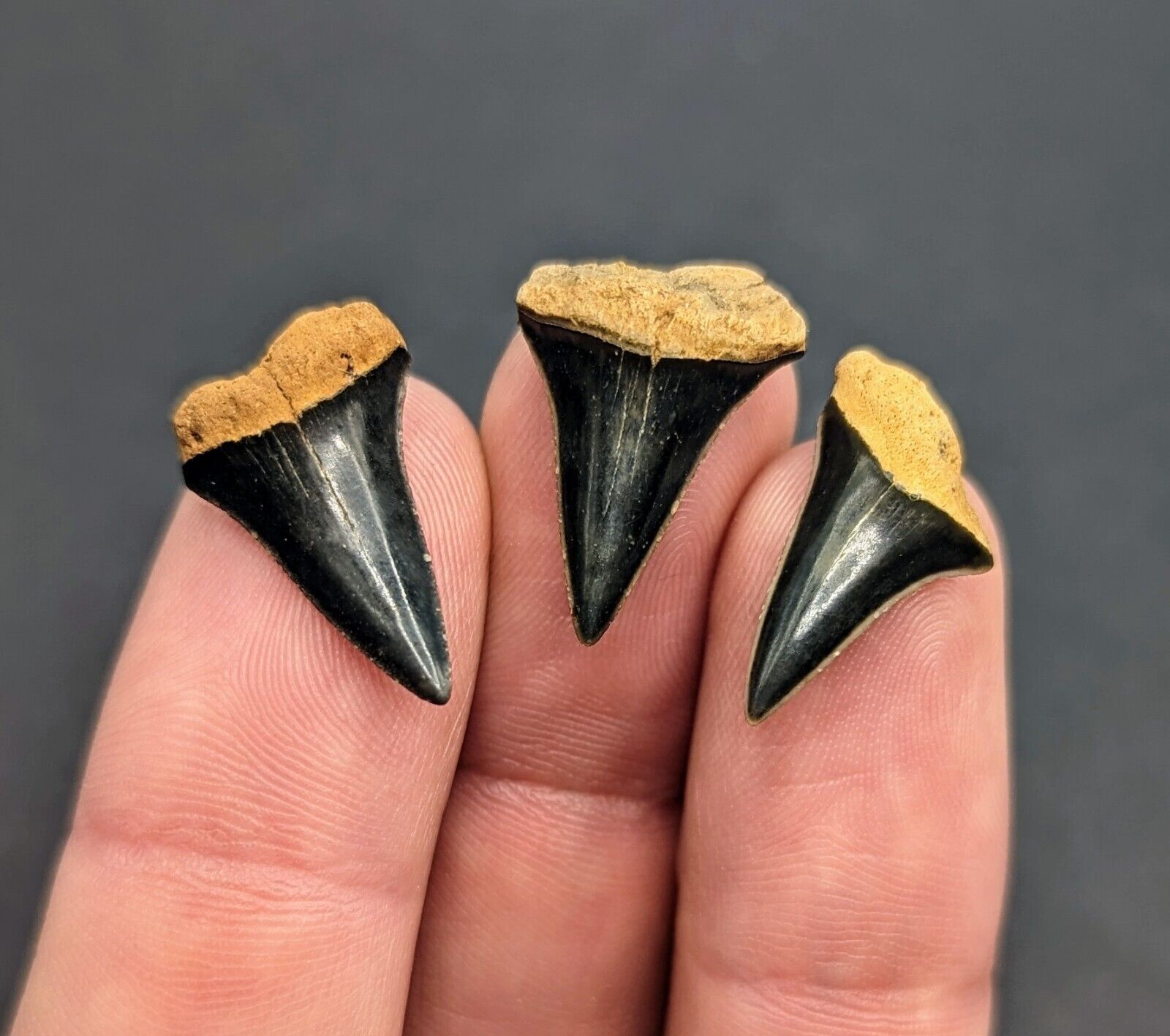 Three Gorgeous Glossy Dark Makos From Rare North Florida Eocene
