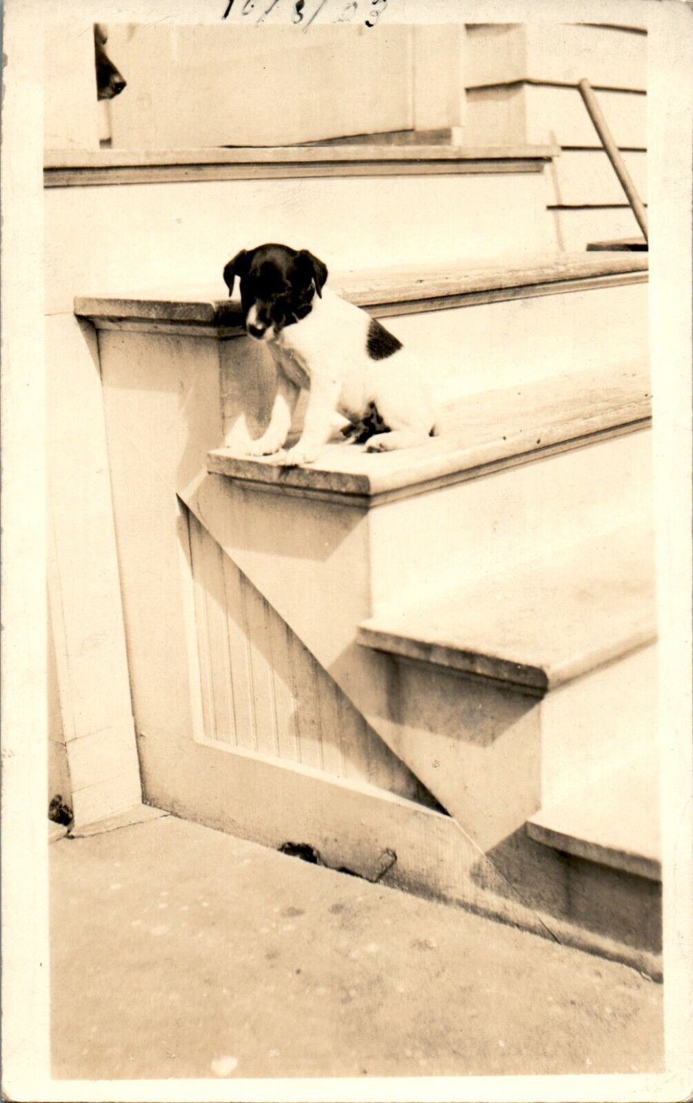 Cute 4 Month Old Puppy on Stairs RPPC Postcard
