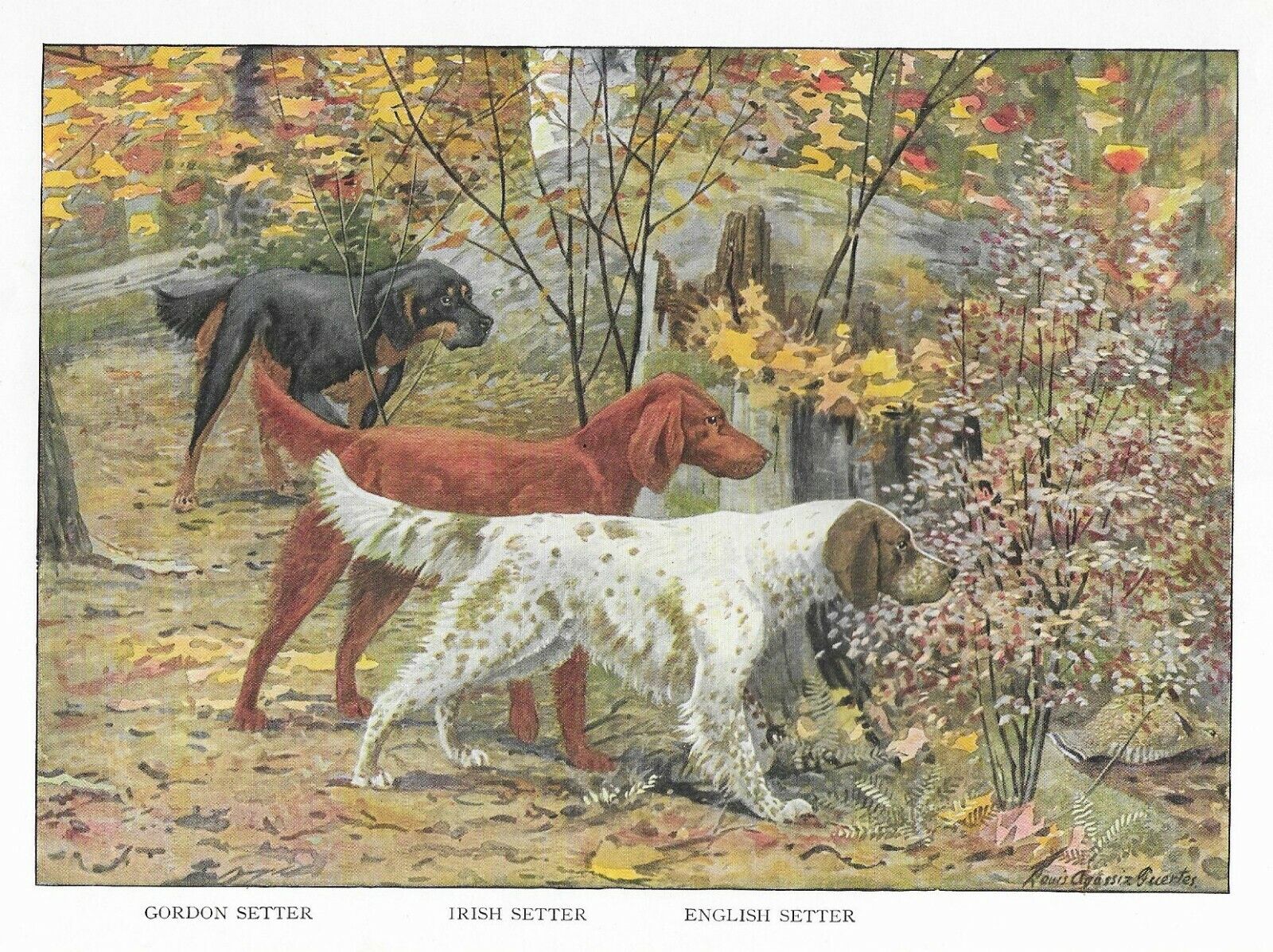 Gordon / Irish / English Setter - CUSTOM MATTED - 1927 Color Dog Art Print