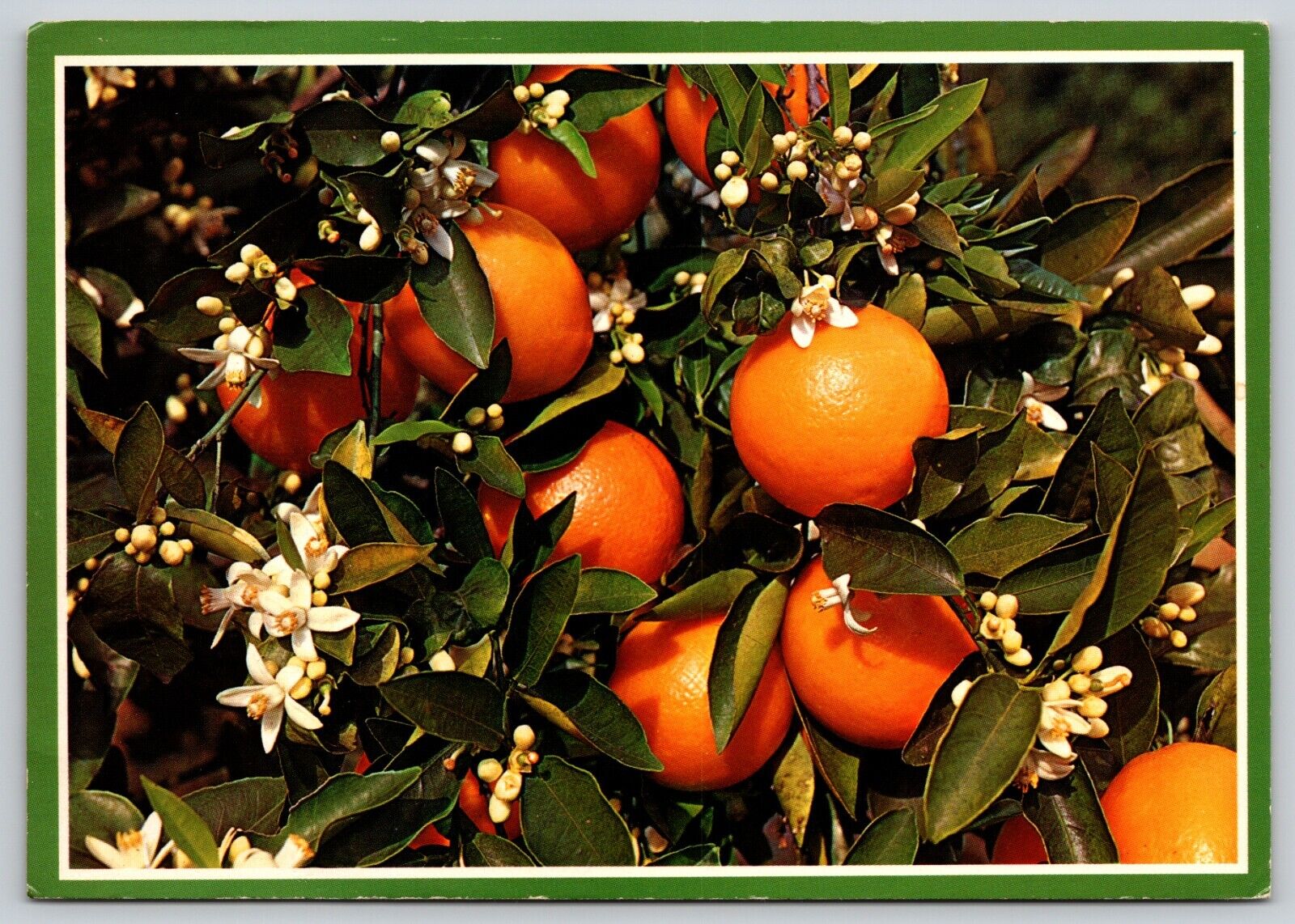 Postcard Oranges Branch of an Orange Tree Blooming and Bearing Fruit Florida