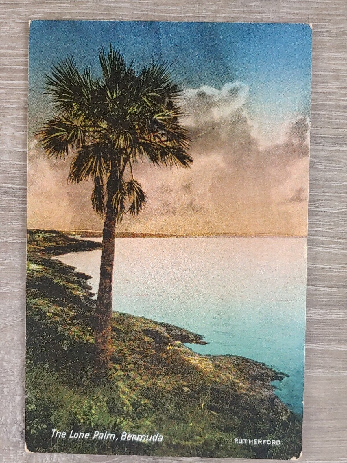 Bermuda Lone Palm Postcard RUTHERFORD C1930S Souvenir Postal Post