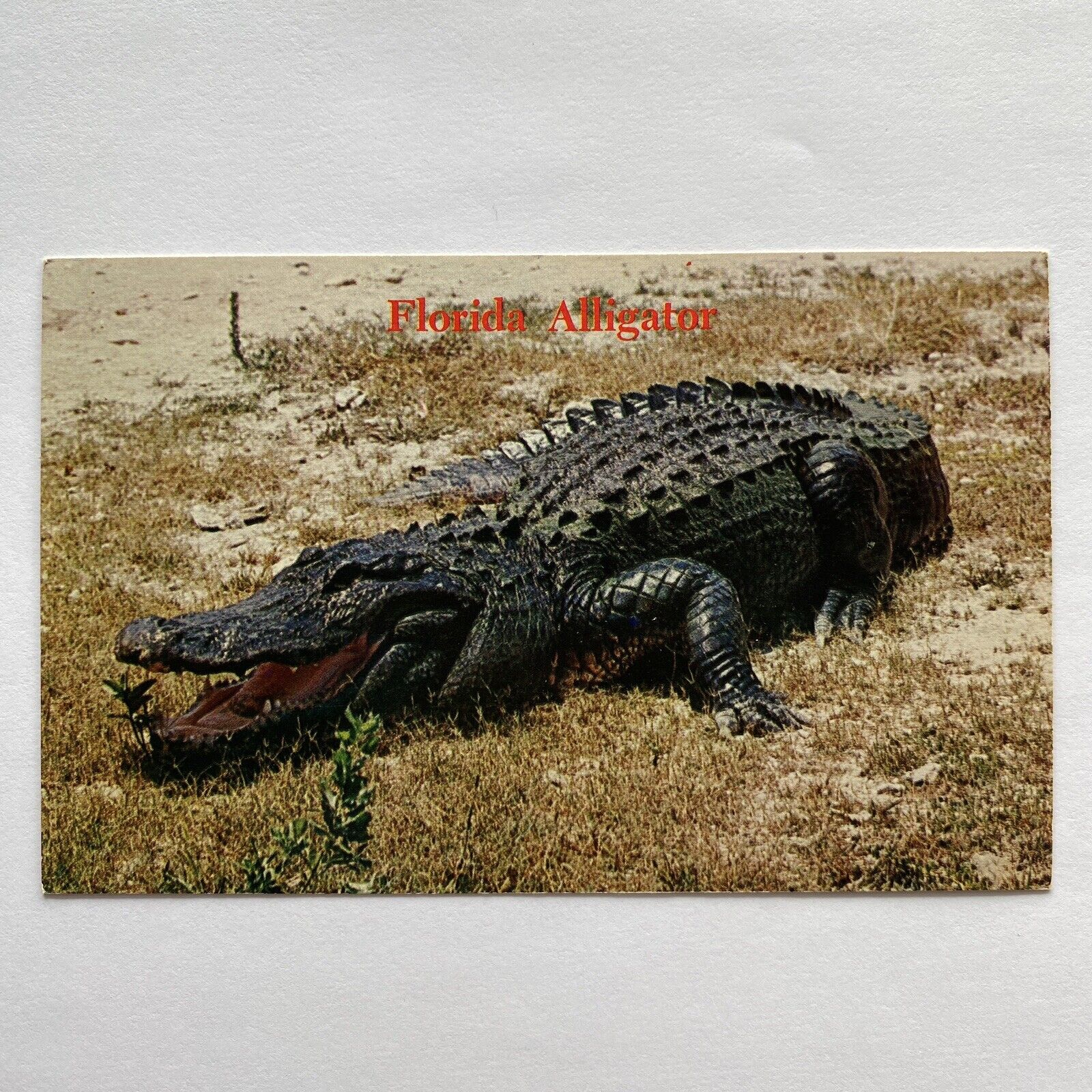 Florida Alligator Postcard Keep Away-He’s Hungry Harrison Corp c1960’s