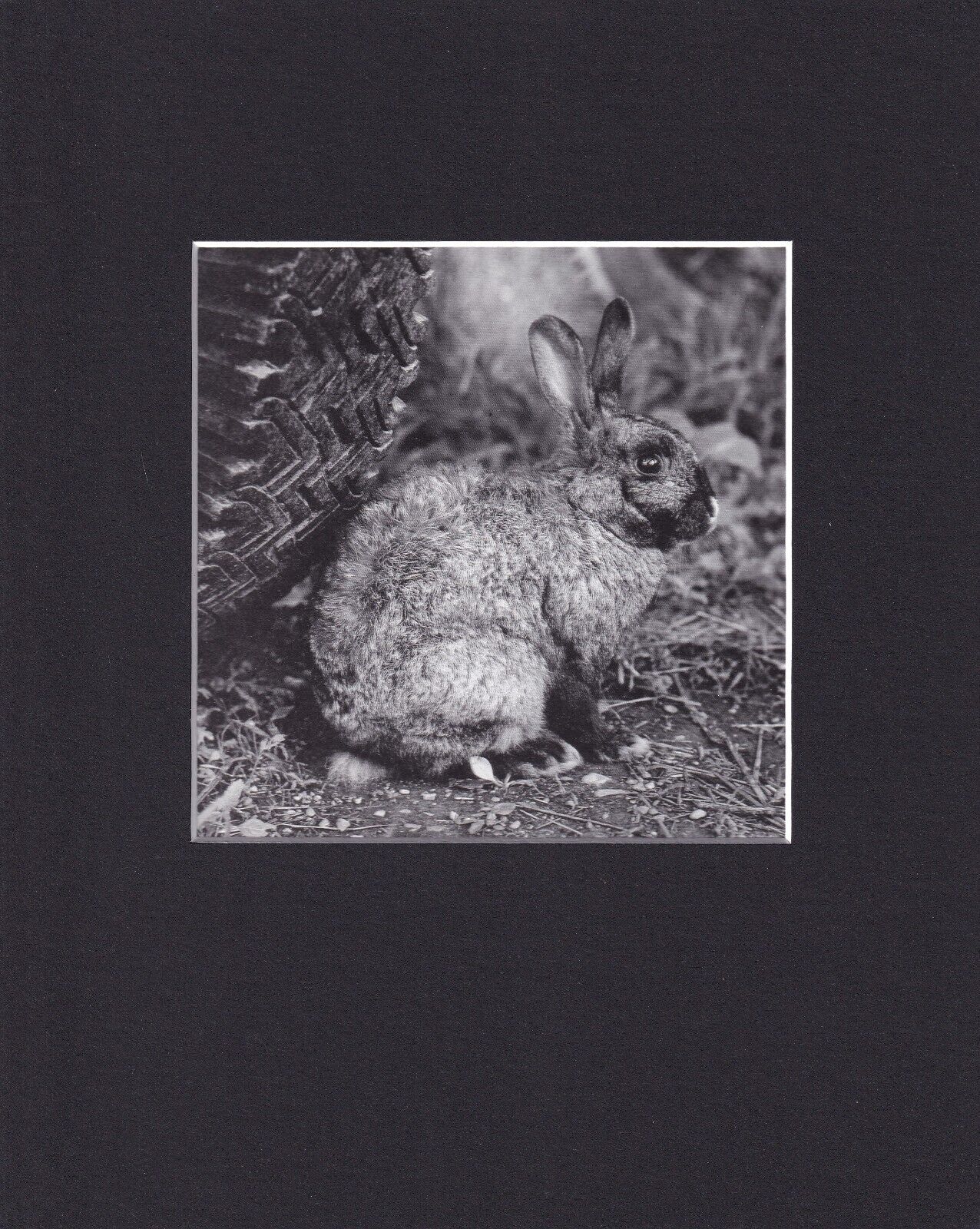 8X10 Matted Print Art Classic Picture: Peter Hujar, Rabbit 1978