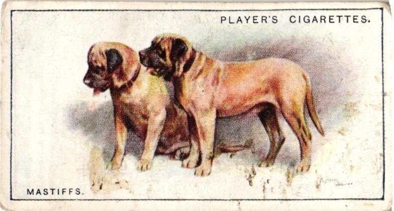 Players Cigarette Card 1925 DOGS #18 Mastiff