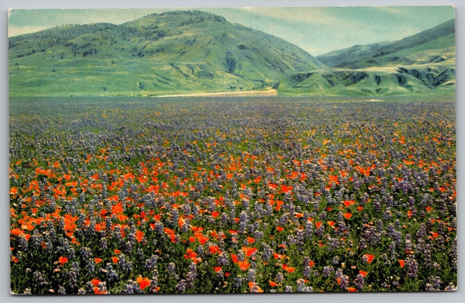 Wild Flowers Grapevine Grade Mountains Floral West Union Oil Company Postcard