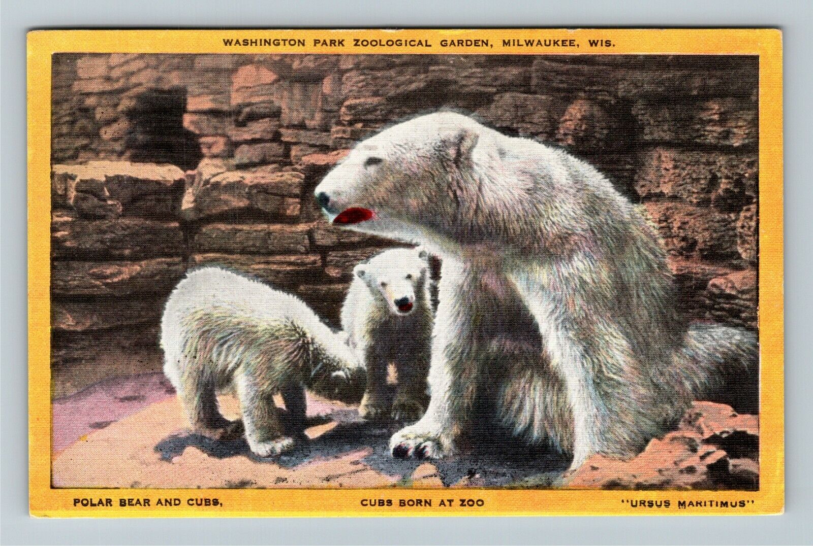 Milwaukee WI-Wisconsin Washington Park Zoo Polar Bear Cubs Linen c1943 Postcard