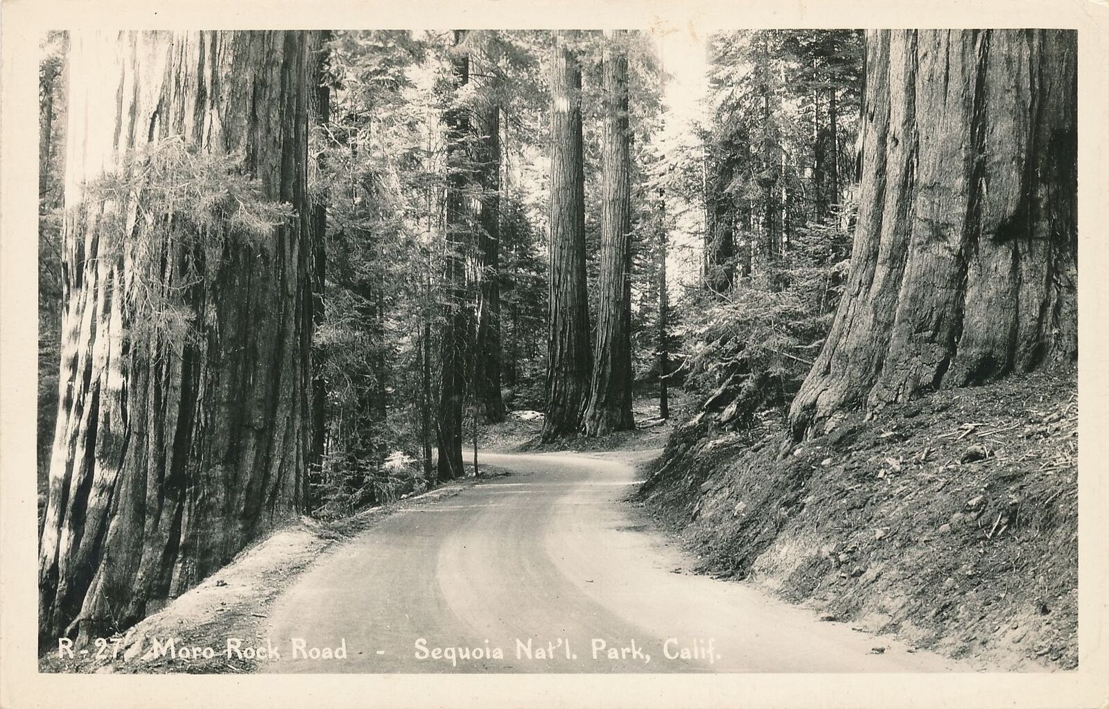 SEQUOIA NATIONAL PARK CA - Moro Rock Road Real Photo Postcard rppc
