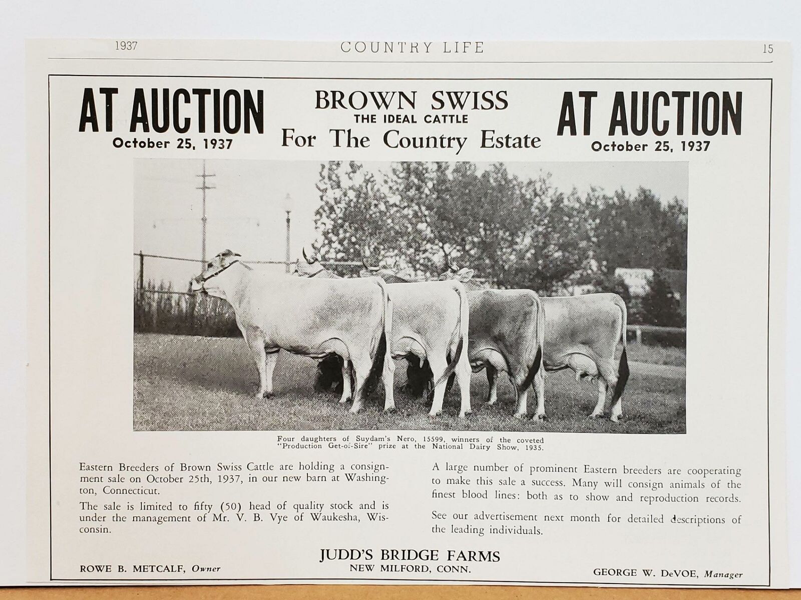 Judd\'s Bridge Farm Cattle Auction 1937 PRINT AD PHOTO Brown Swiss New Milford CT