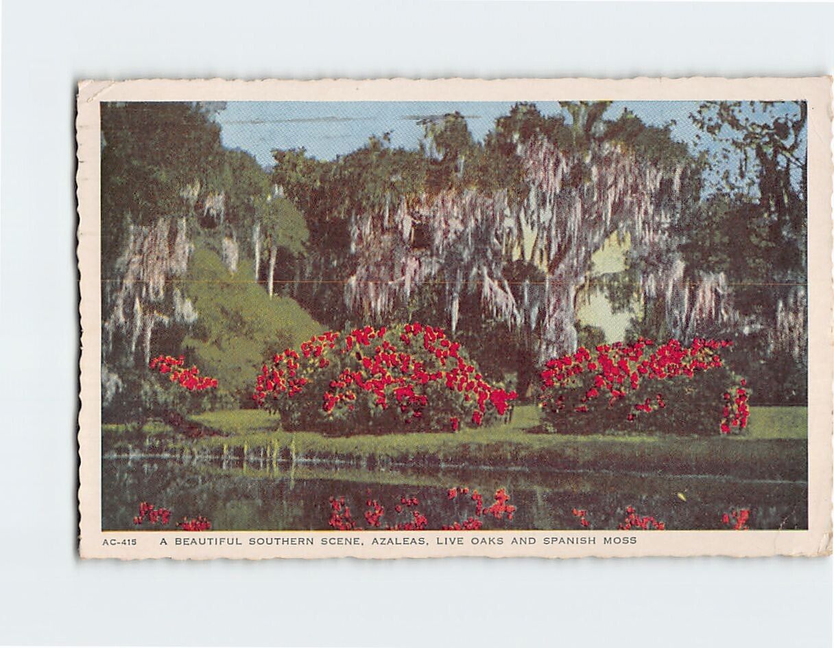 Postcard A Beautiful Southern Scene Azaleas Live Oaks Spanish Moss USA
