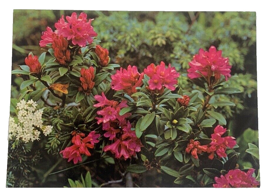 Rusty-leaved Alpine Rose Rhododendron Ferrugineum Postcard