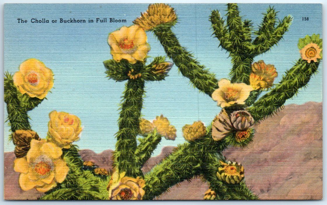 Postcard - The Cholla or Buckhorn in Full Bloom