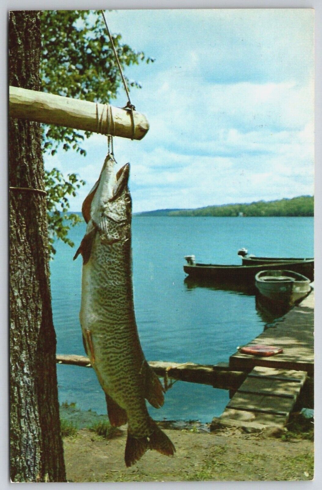 Vintage Postcard - TIGER MUSKIE - King of the Northern Waters - Fish