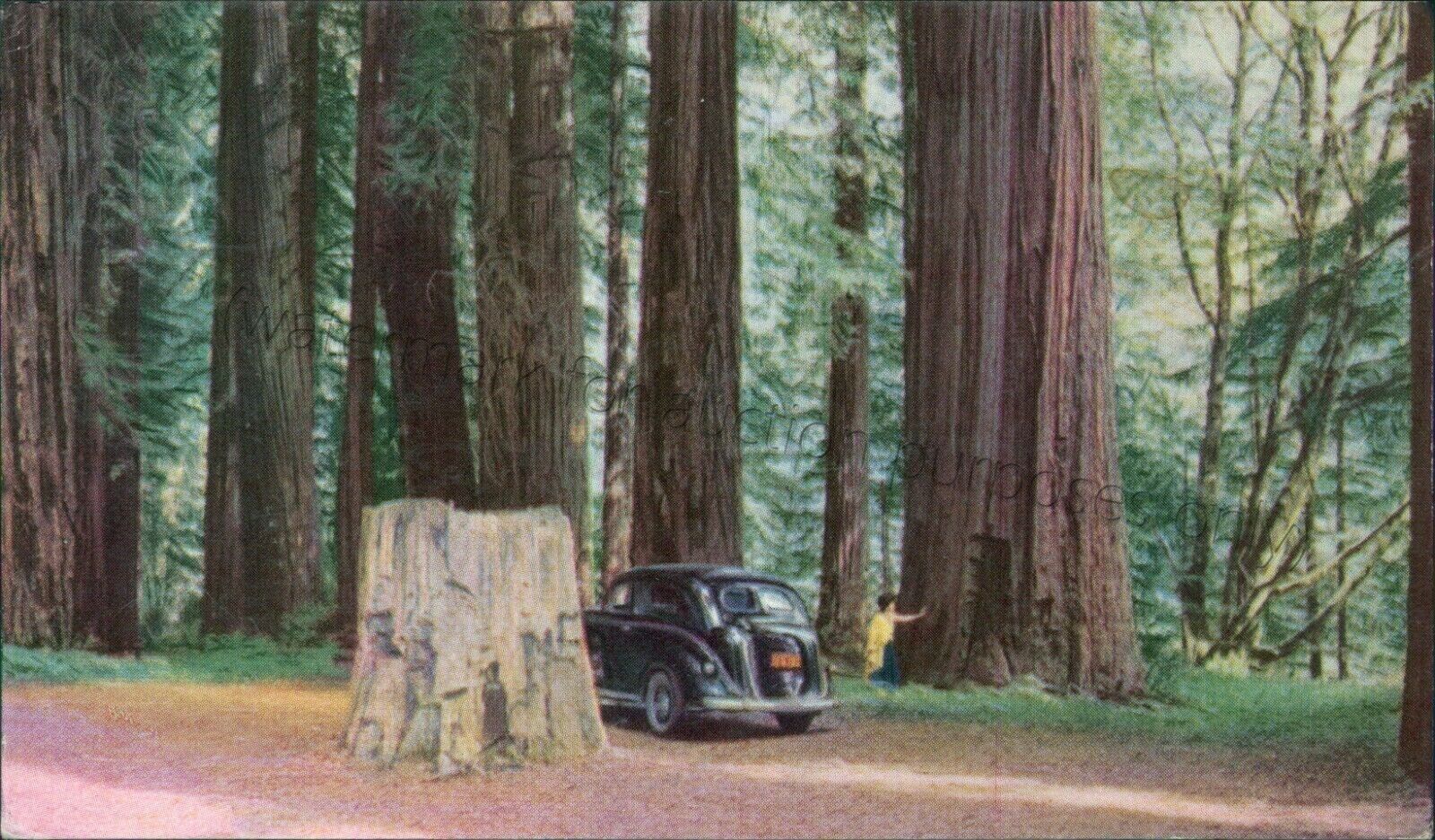 Dyerville, California: Redwood Grove, world\'s tallest tree - vintage CA postcard
