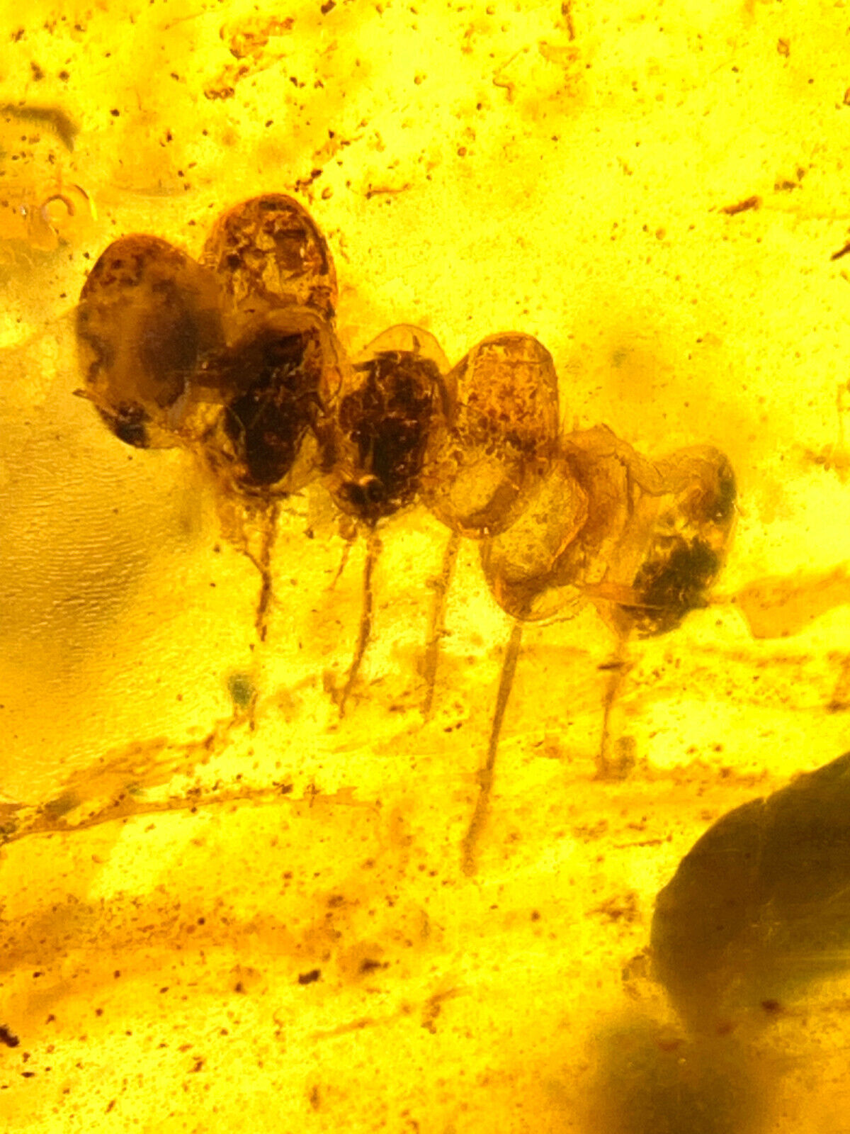 Burmese burmite Cretaceous A litter of animal eggs insect fossil amber Myanmar
