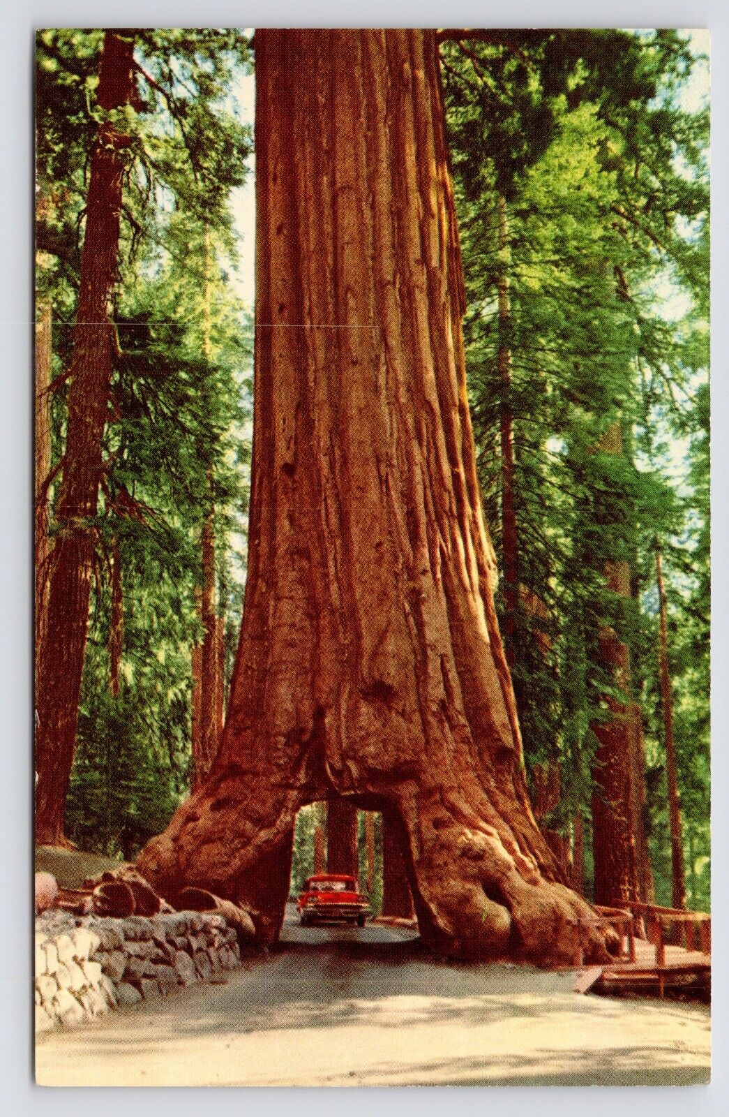 c1950s Wawona Tunnel Tree Mariposa Grove Yosemite California CA Vintage Postcard