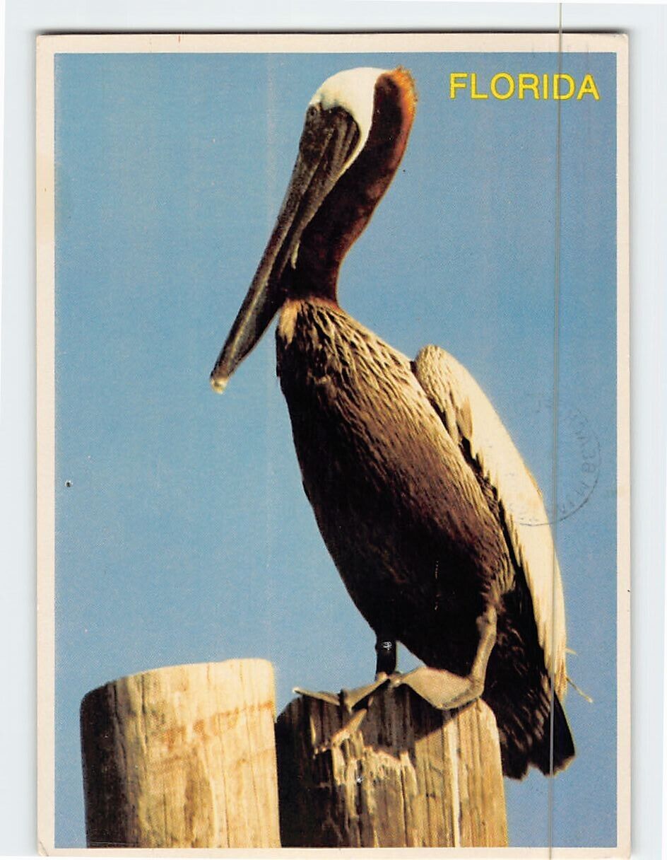 Postcard Pelican at rest in tropical Florida USA