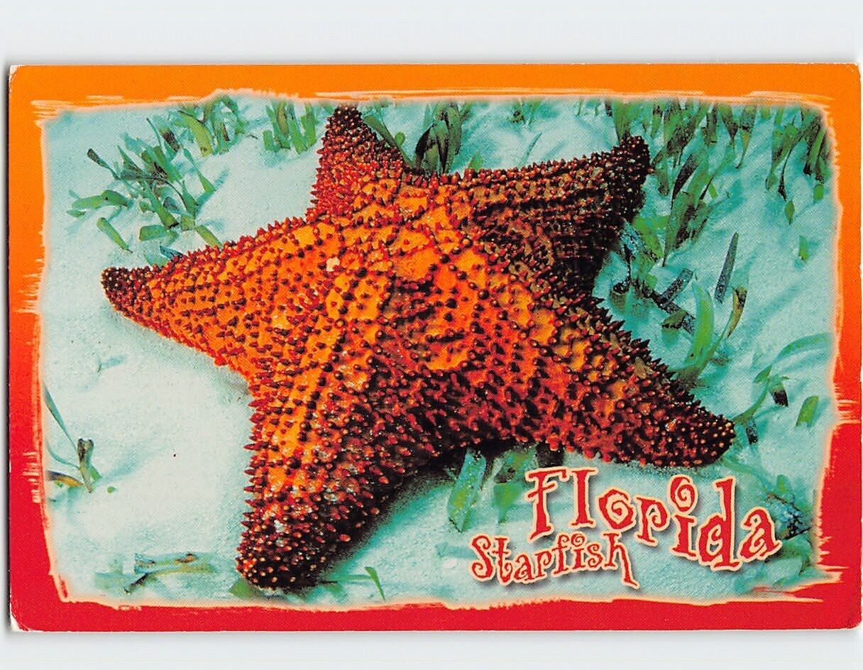 Postcard Florida Seastar