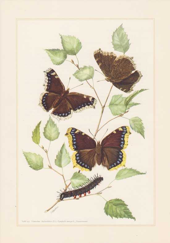 Camberwell Beauty Nymphalis Antiopa Colour Printing From 1959 Butterflies