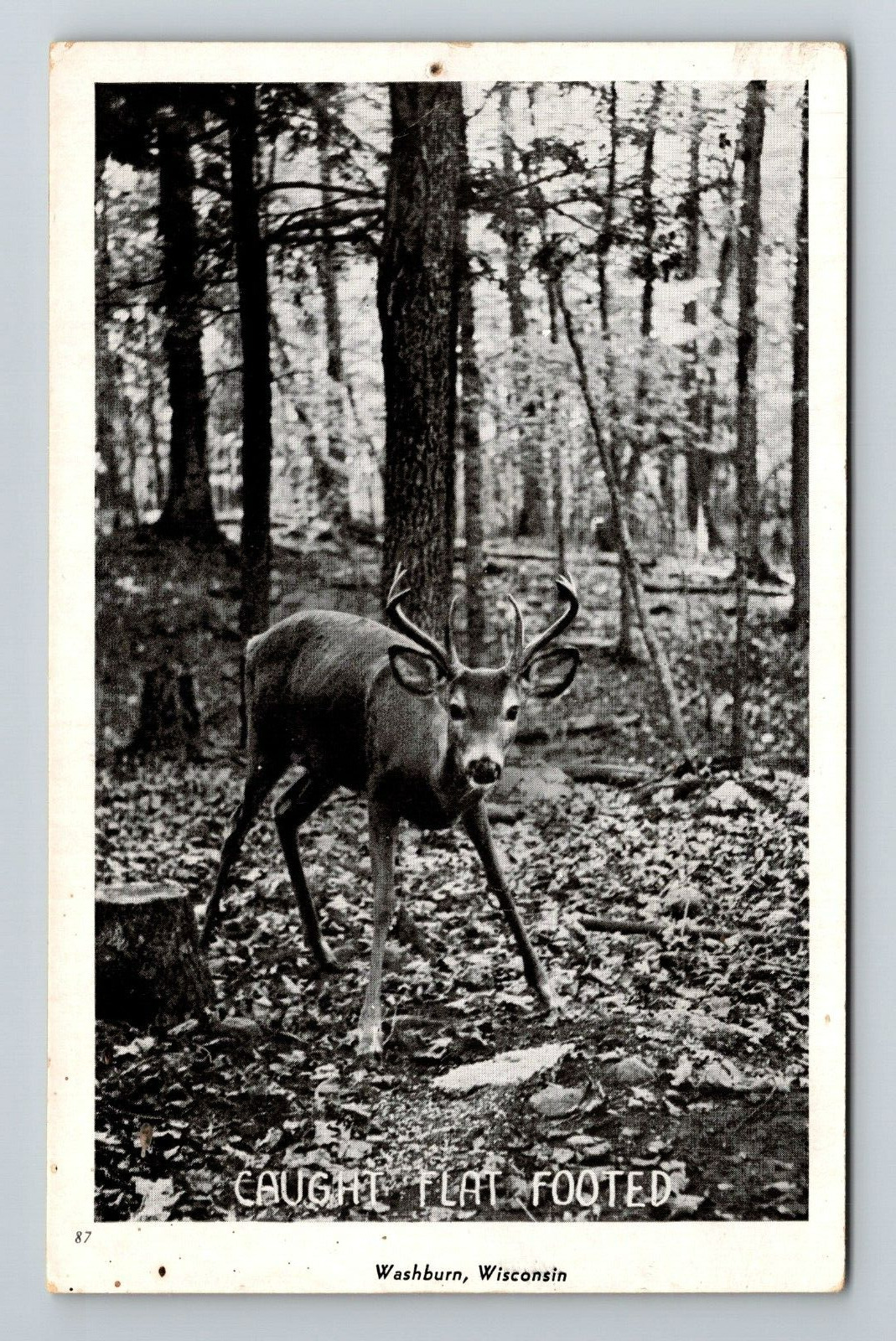 Washburn WI-Wisconsin, Deer In The Woods, Scenic View, Vintage Postcard