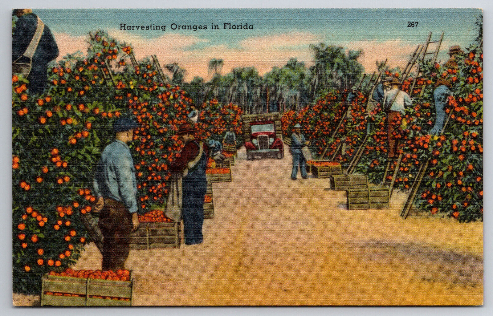 Vintage Postcard Harvesting Oranges in Florida