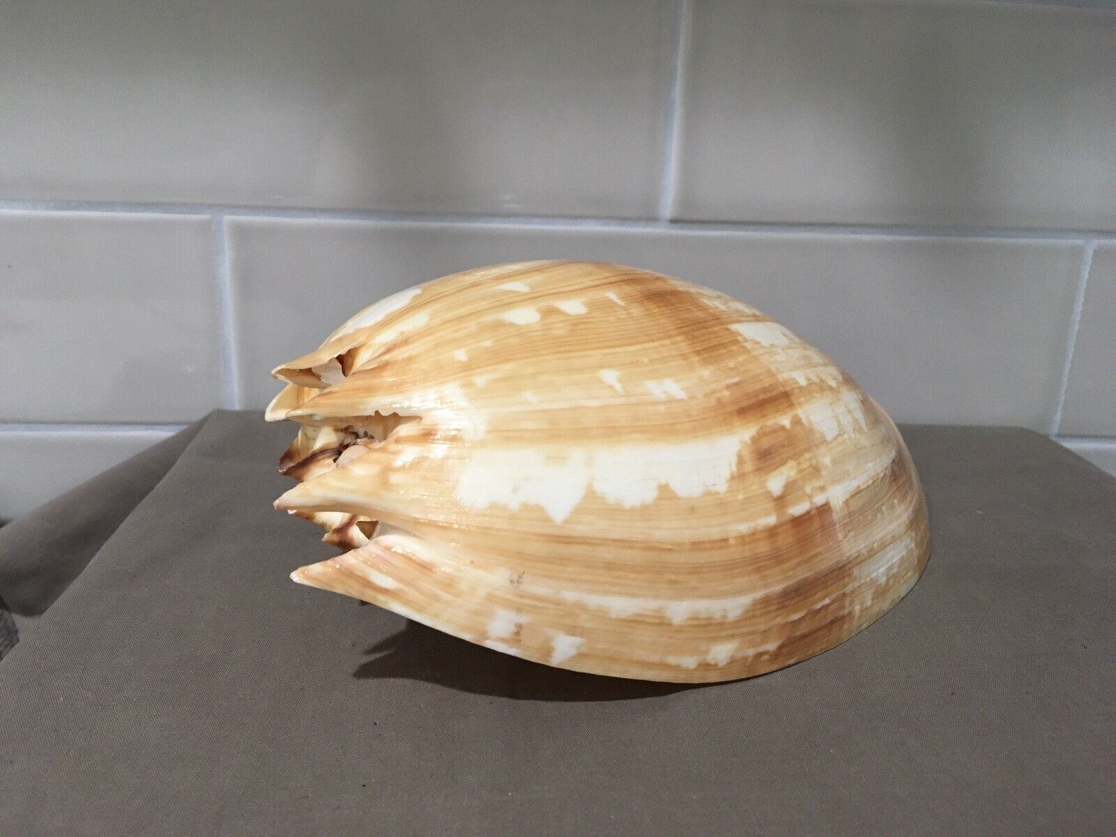Large Diadem Volute Meloamphora Seashell 8”