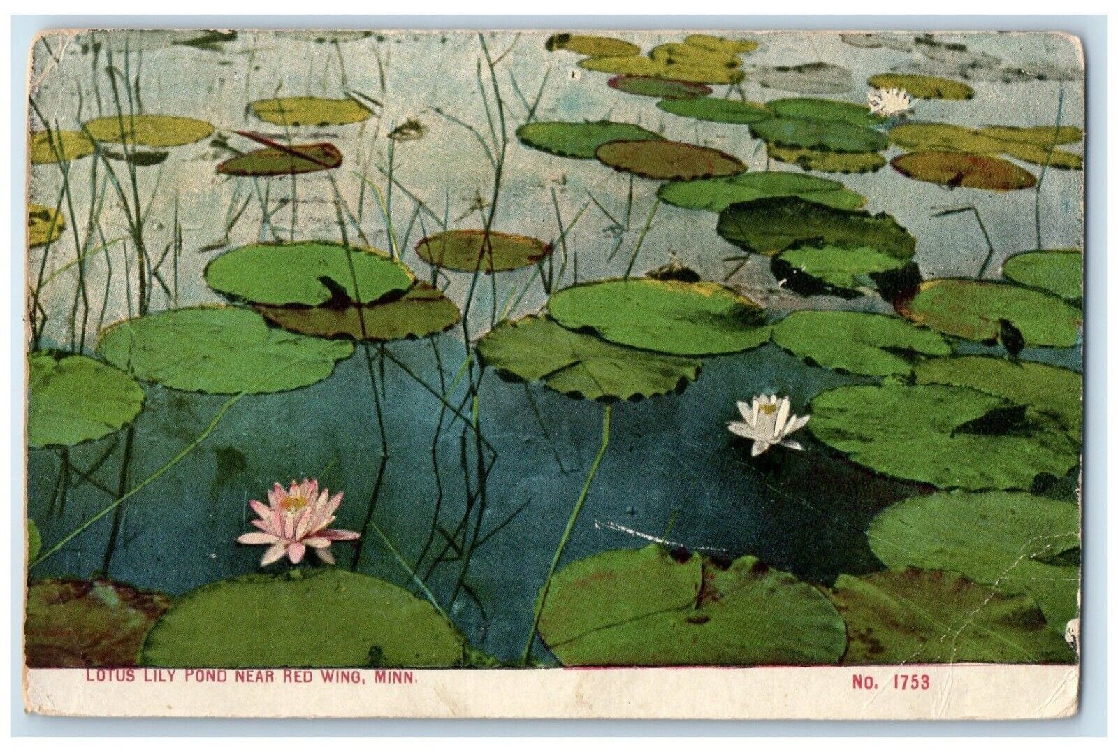 1912 Scenic View Lotus Lily Pond Red Wing Minnesota MN Vintage Antique Postcard