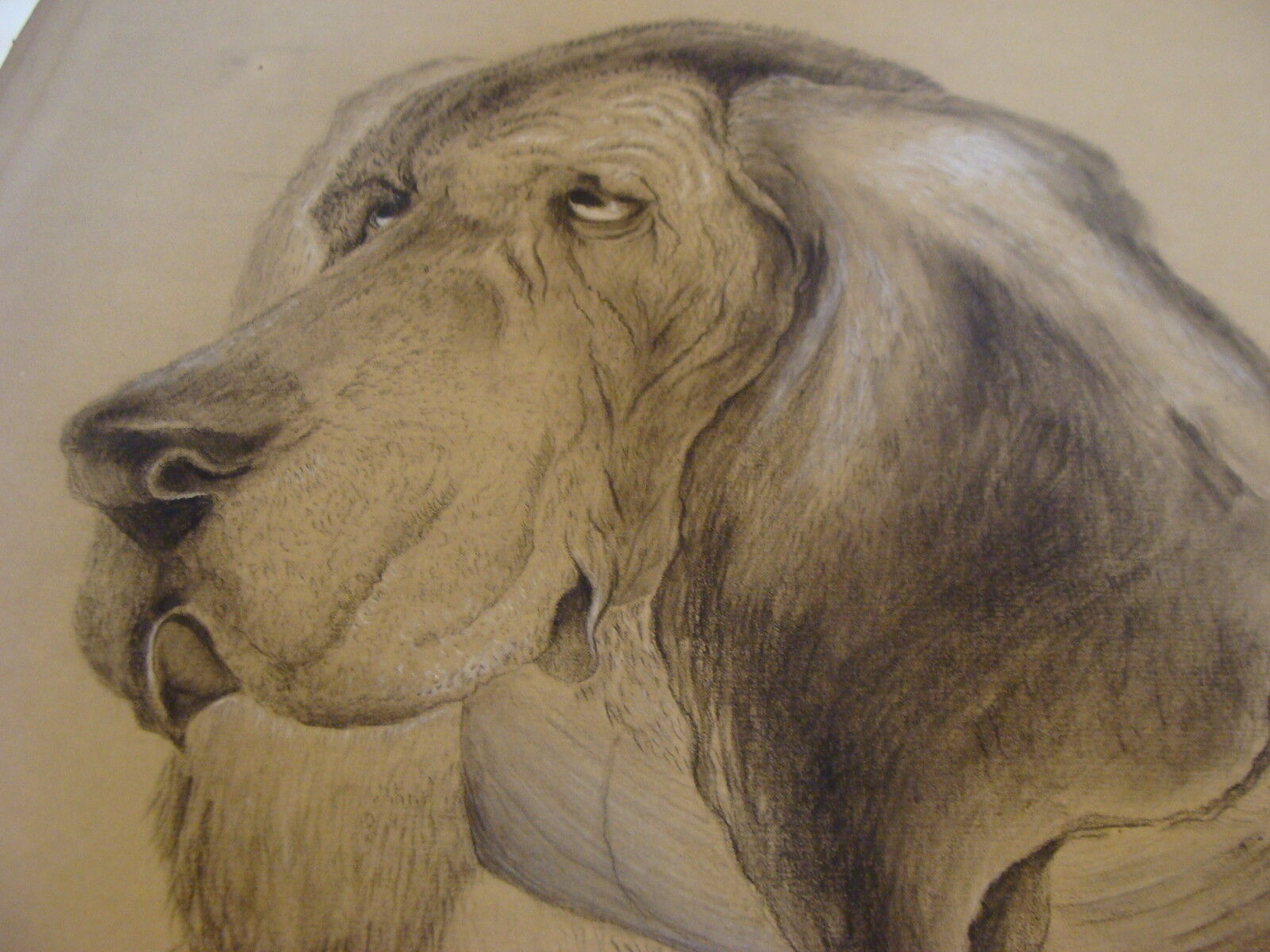 original early artwork: BLOOD HOUND charcoal on paper