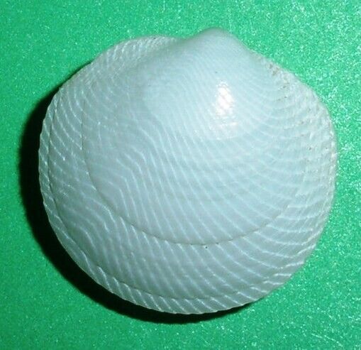 Divalinga quadrisulcata - LUCINIDAE - Brazilian Seashell - 15mm  F+/F++  #1743