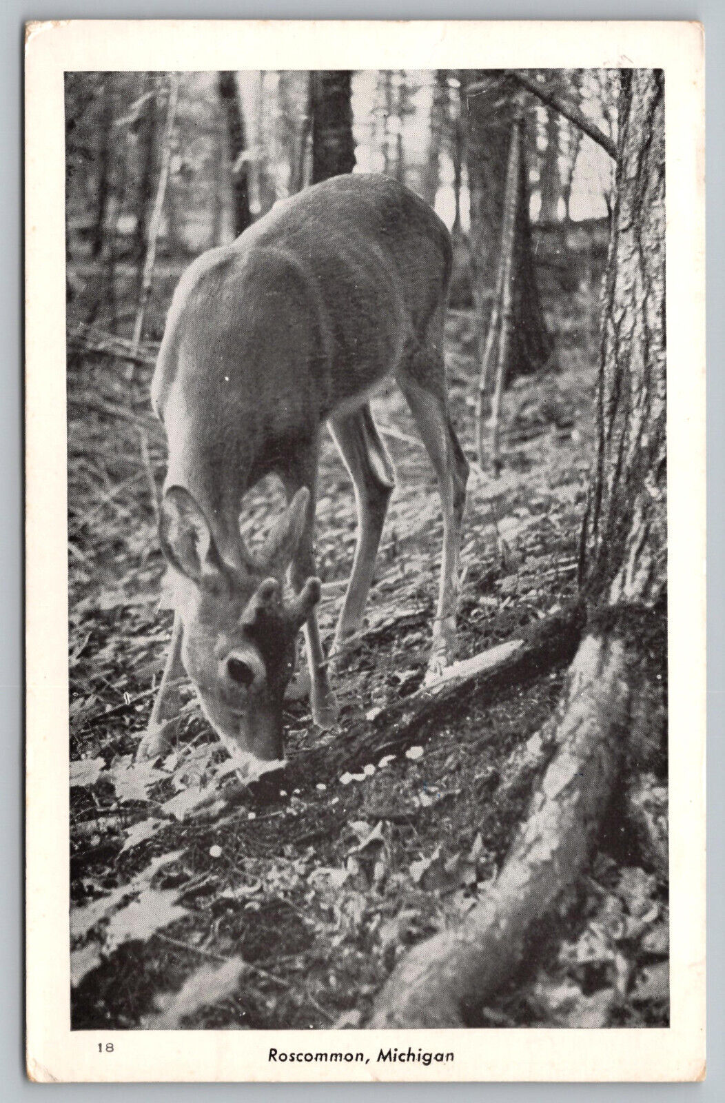 Roscommon Mi  Michigan - Young Deer - Buck - Roscommon County - Postcard 1940\'s