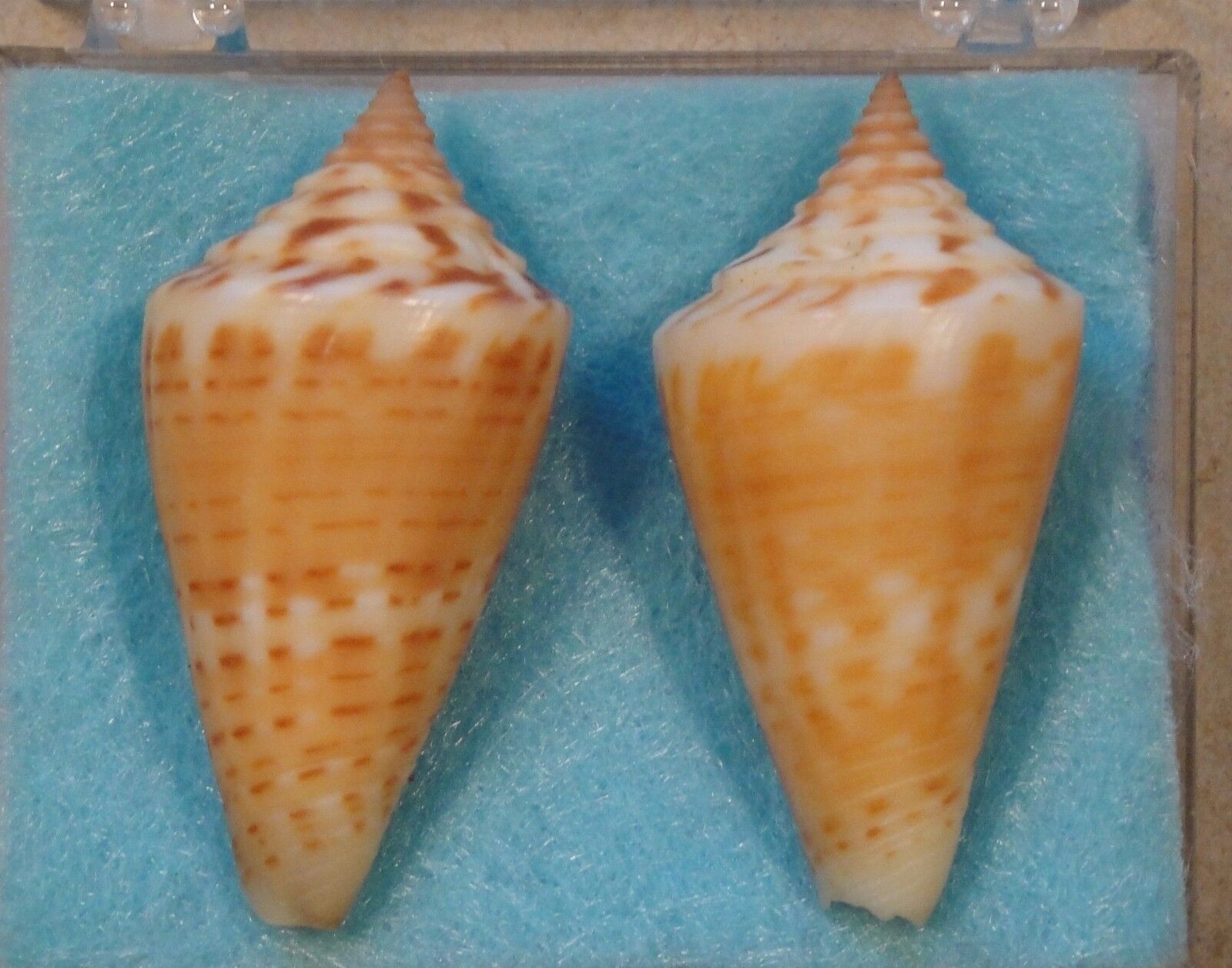Conus Philippii 2 Shells 38mm Sanibel Island,Florida in Muddy Sand Rare Formerly