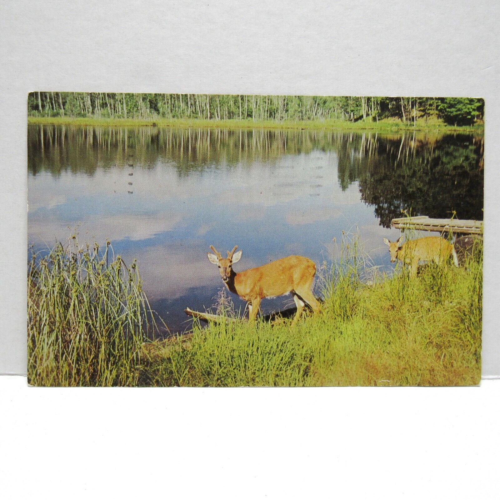Postcard Vintage Postmarked 1960 Gobles Michigan Vacationland Scene Deer Pond 