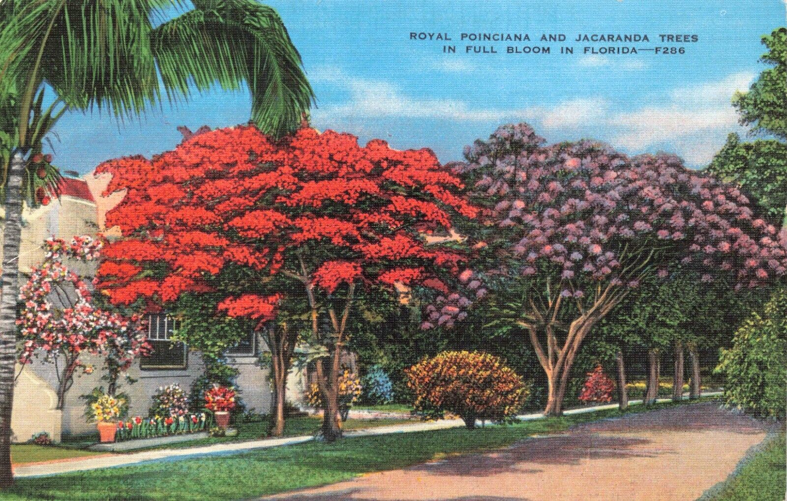 Postcard FL Royal Poinciana and Jacaranda Trees in Full Bloom \