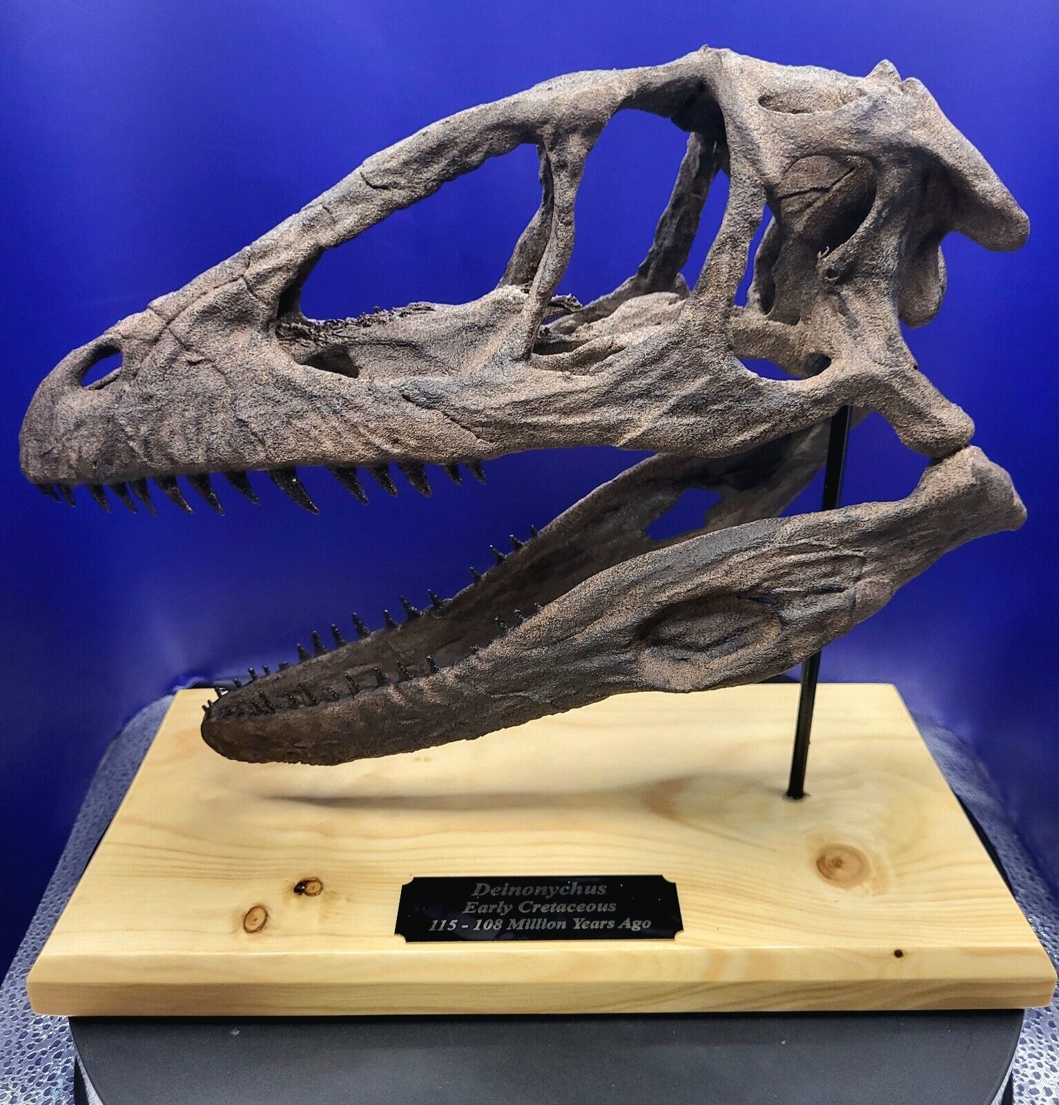 Deinonychus Skull Dinosaur Replica (10Inch) NEW Mounted