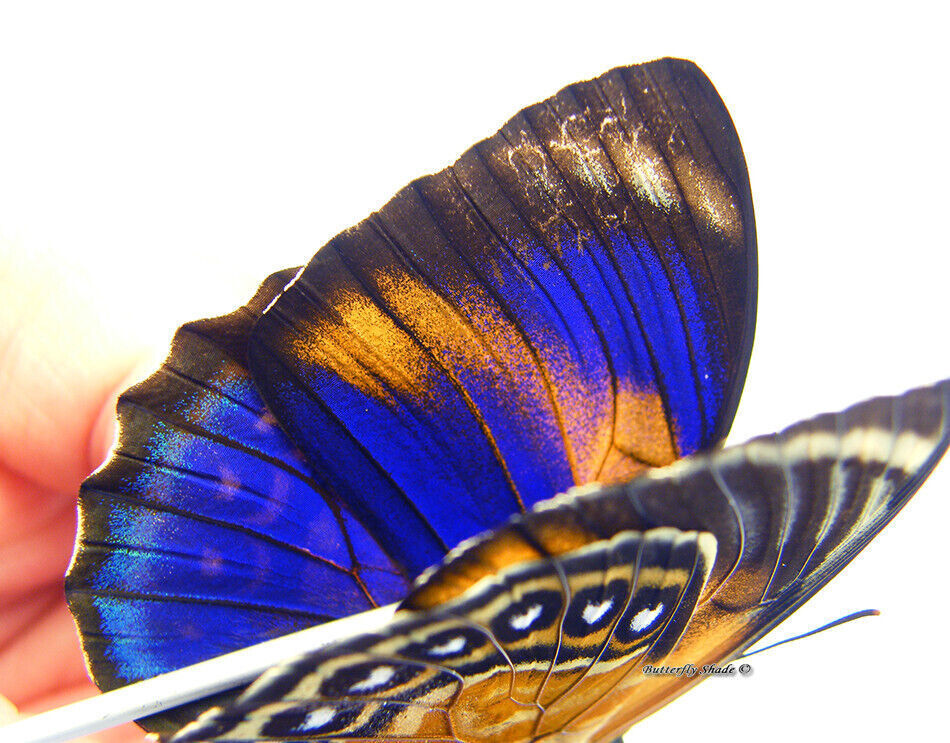 Unmounted Butterfly/Nymphalidae - Agrias phalcidon excelsior f. jupiter, FEM 2