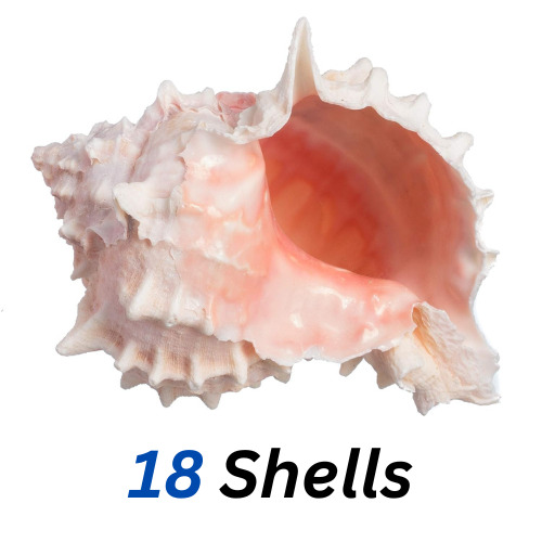 18 Large Natural Conch Seashells Pink Murex Rare Real Aquarium Home Decor Nice