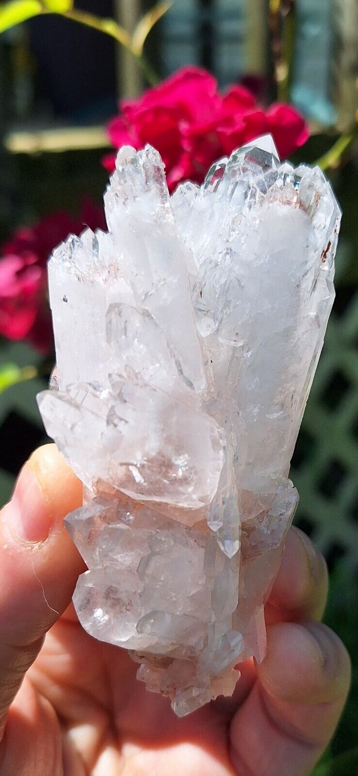  RARE Pink Faden Quartz Crystal Spray🪷, With Rainbows 🌈🌈 ( Colombia )🇨🇴 💖 