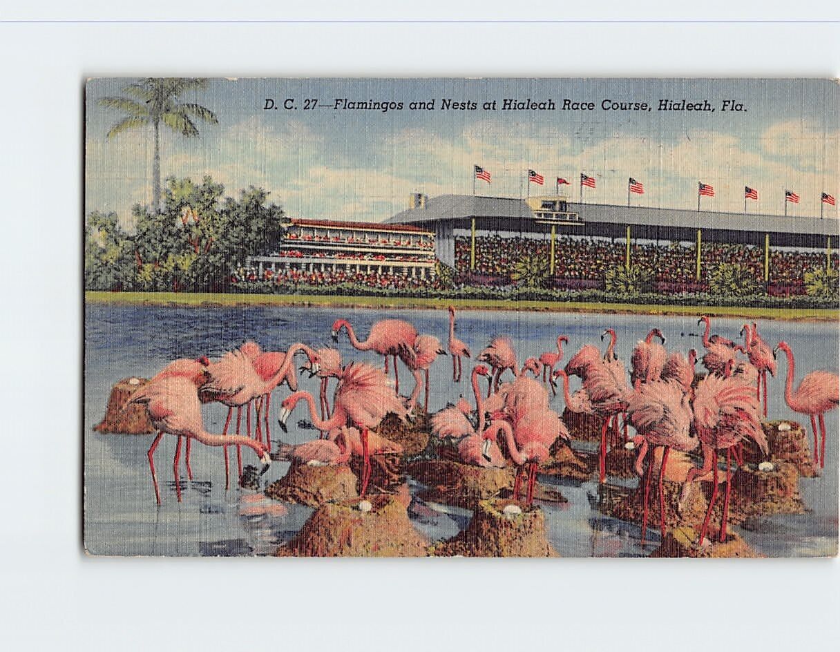 Postcard Flamingos and Nests at Hialeah Race Course, Hialeah, Florida