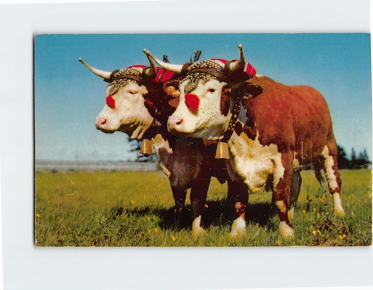 Postcard Prize Yoke Of Oxen Halifax Canada