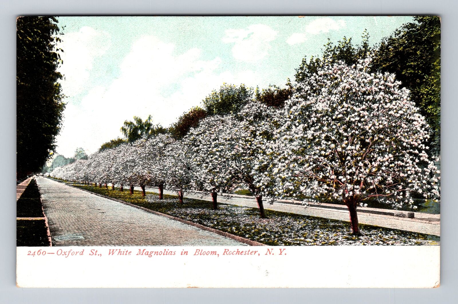 Rochester NY, New York, Oxford Street, White Magnolias In Bloom Vintage Postcard