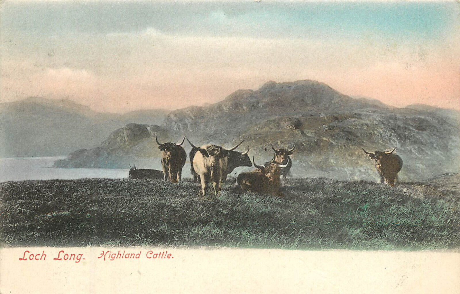 Friths Series Postcard Loch Long Highland Cattle Scotland, Hand-Colored