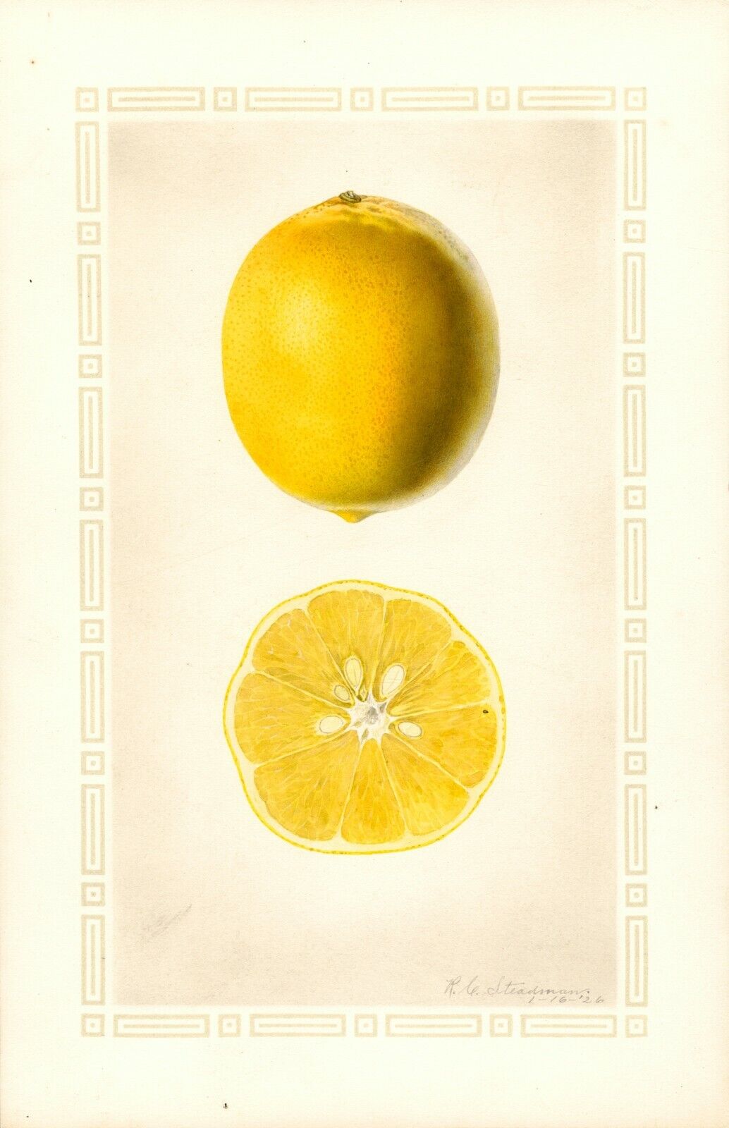 Fruit Postcard: Vintage Repro Print -  Perfect Lemon, Meyers, Butte County CA