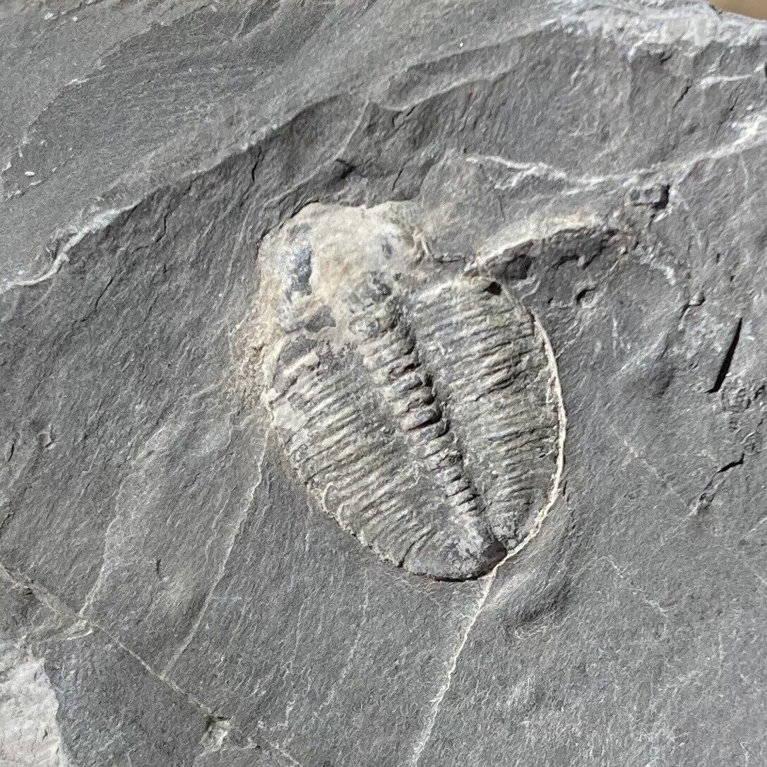 Cute Baby Trilobite From Utah. Nice display piece  Low Low pricing