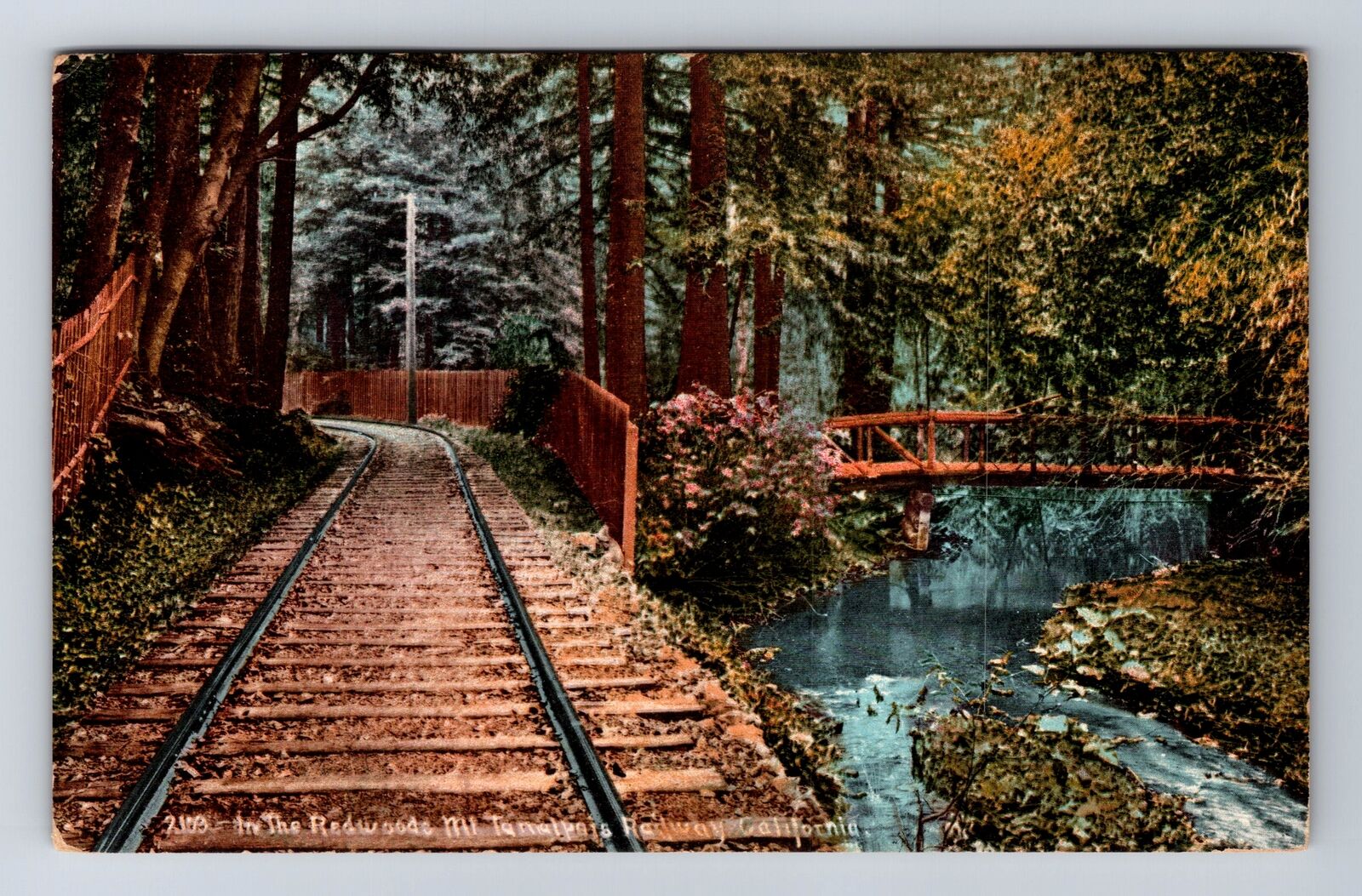 CA-California, In The Redwoods Mount Tamalpois Railway, Vintage c1910 Postcard