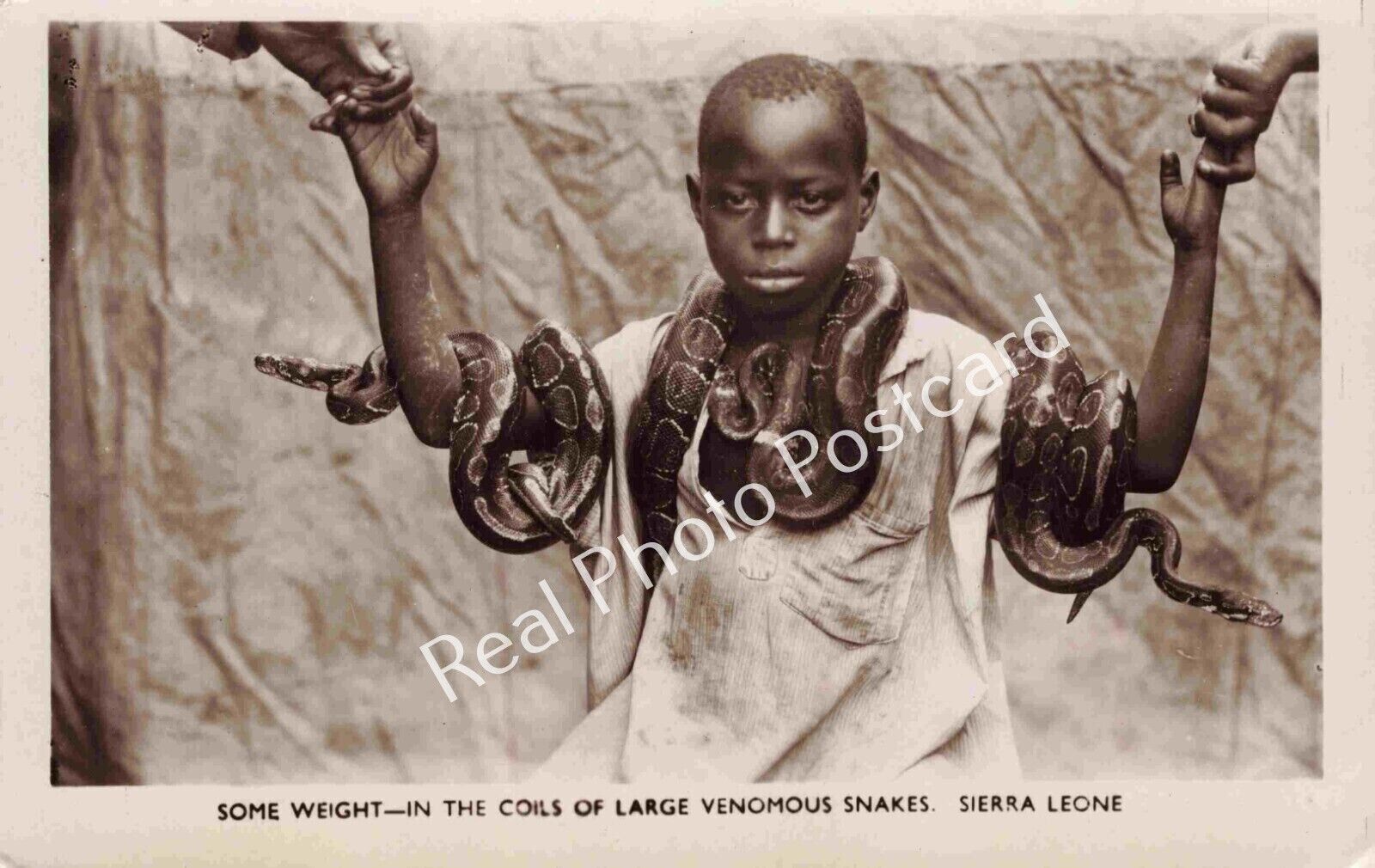 RPPC Young Boy Holds Large Venomous Snakes Sierra Leone West Africa Postcard