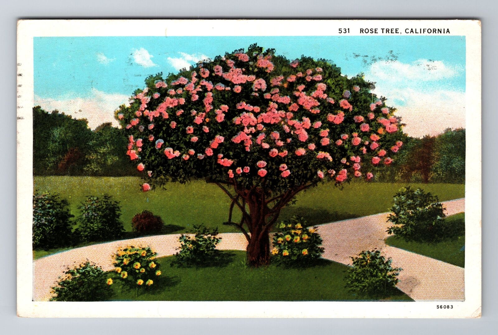 CA-California, Rose Tree, Flower, Antique Vintage Souvenir Postcard
