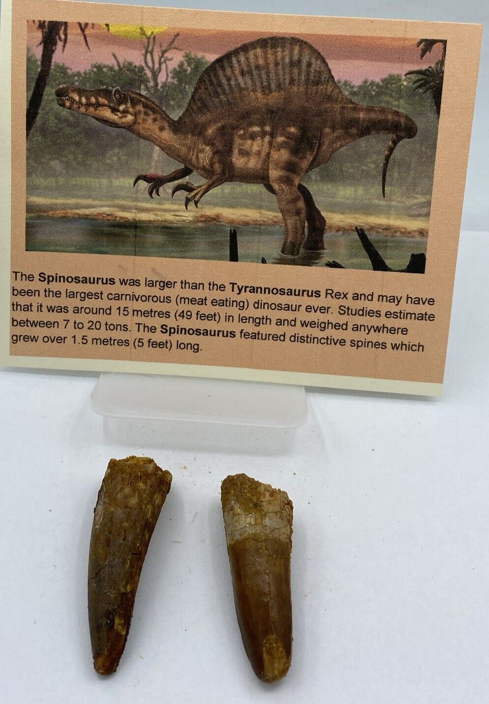 Spinosaurus Teeth LOT Dinosaur F0SSIL Before T Rex Cretaceous J41
