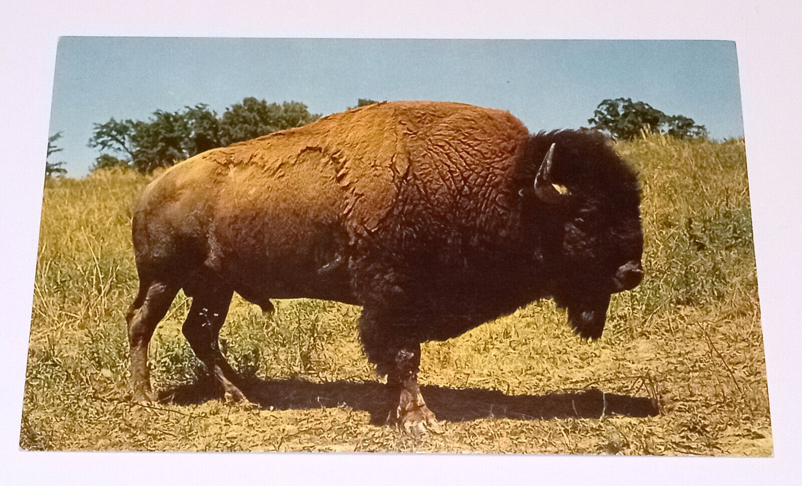 Buffalo Bison Postcard Wildlife Vintage