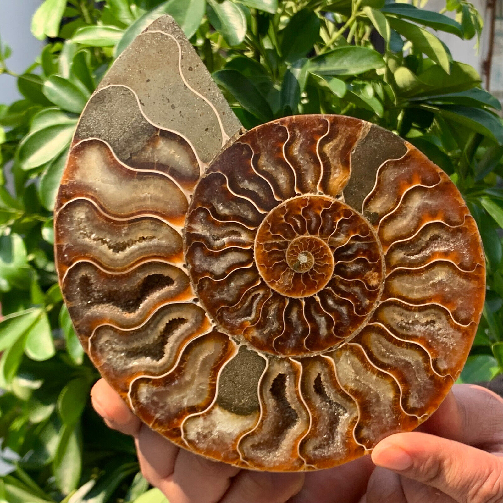 1.11LB Rare Natural Tentacle Ammonite FossilSpecimen Shell Healing Madagas